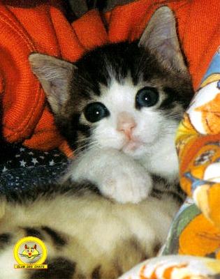 Bonjour  tout le monde